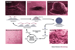 Coupling Cell Movement To Multicellular Development In - 