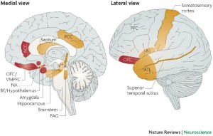 linned bid Alle On the relationship between emotion and cognition | Nature Reviews  Neuroscience