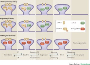 Long-term depression in the CNS | Nature Reviews Neuroscience