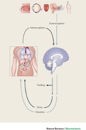 Antonio Damasio  From Feelings to Socio-Cultural Homeostasis - TOWARDS  LIFE-KNOWLEDGE