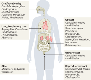 research paper of fungus