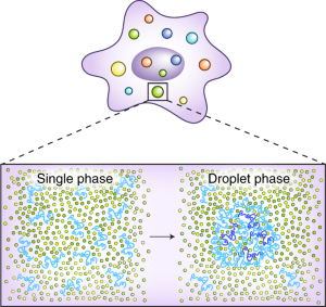 Liquid–liquid phase separation in tumor biology