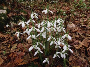 research on plant species