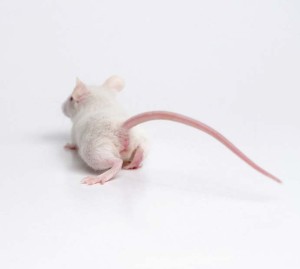 A new tool puts a number on mouse pain | Lab Animal