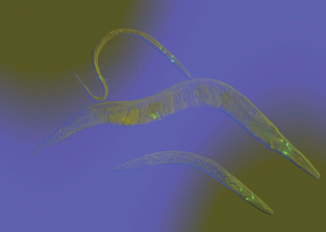 Germline influences protein aggregation in somatic tissues | Lab Animal Germline influences protein aggregation in somatic tissues | Lab Animal