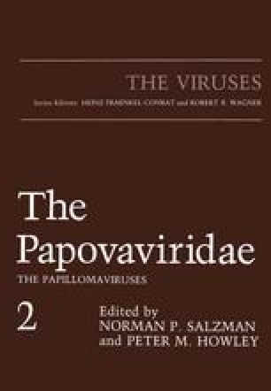 Humán papillomavírus – Wikipédia