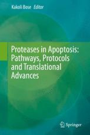 Proteases In Apoptosis Protocols And Methods Springerlink
