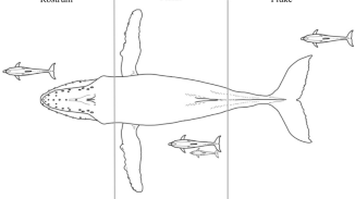 Assessing social behaviour between baleen whales (Mysticeti) and dolphins (Delphinidae)