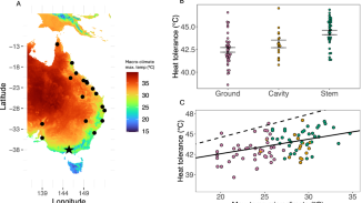 Nesting behaviour predicts heat tolerance evolution and climate vulnerability in bees
