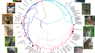 Ecological and social pressures drive same-sex sexual behaviour in non-human primates