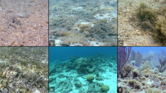 Octopus arm flexibility facilitates complex behaviors in diverse natural environments