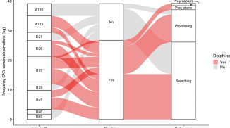 Cooperative foraging between dolphins and fish-eating killer whales
