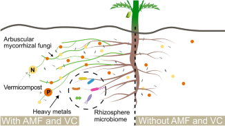 Bioremediation of lunar regolith simulant through mycorrhizal fungi and plant symbioses enables chickpea to seed
