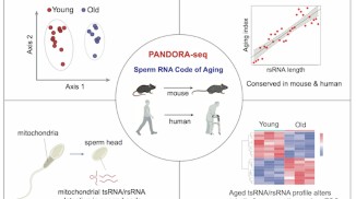 Conserved shifts in sperm small non-coding RNA profiles during mouse and human aging