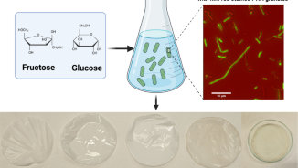 Bacterial species-structure-property relationships of polyhydroxyalkanoate biopolymers produced on simple sugars for thin film applications