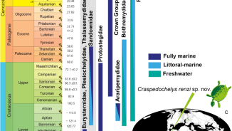 The first occurrence of “Plesiochelyidae” marine turtles in the Early Cretaceous of South America