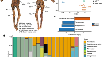 The Iceman’s microbiome: unveiling millennia of microbial diversity and continuity