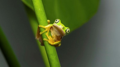 CFP: Poison frog image (2023)