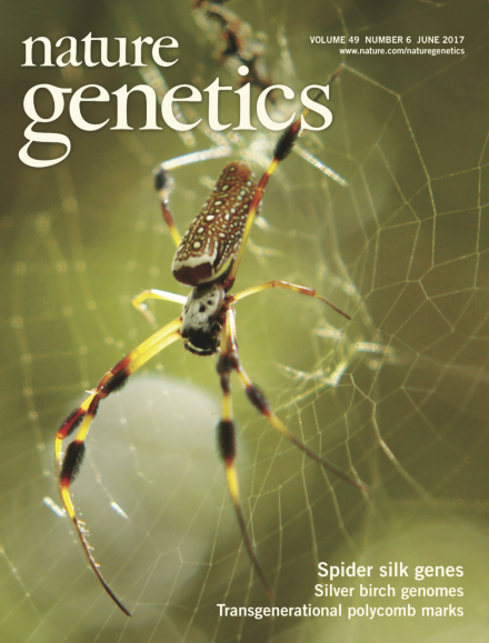 The Nephila clavipes genome highlights the diversity of spider silk genes and their complex expression