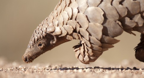 mystery deepens over animal source of coronavirus冠状病毒的动物