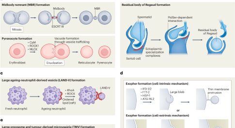 Nature Cell Biology