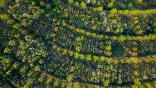 Forests in a warming world