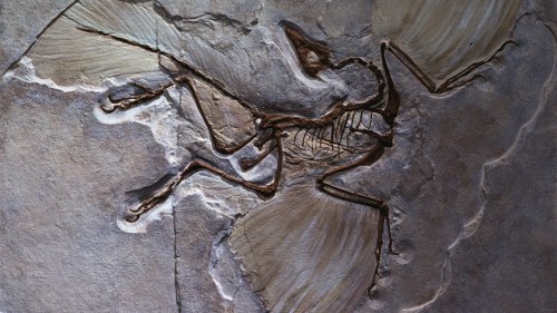 Traphonomy Taphonomy