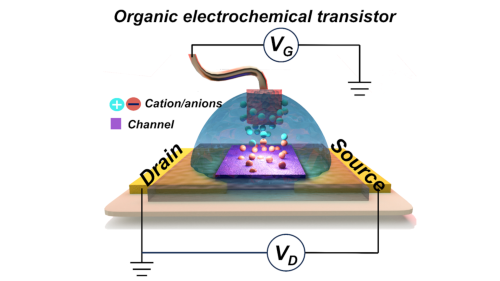 Organic Electrochemical Transistors