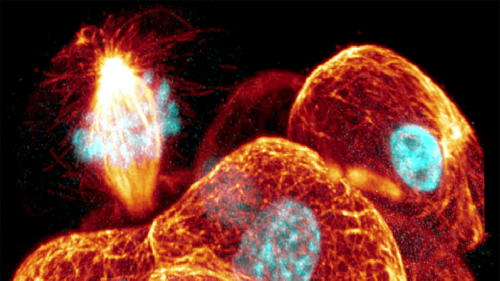 Cell cycle Biology Diagrams