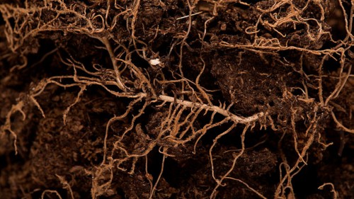 【極美品】Terrell L. Root症例集　Terrell L.Root LICORICEROOTCUTORG_grande.jpg?