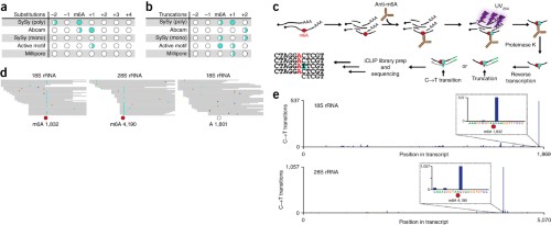 Anti-m6A induces signature mutations that directly indicate the location of m6A.