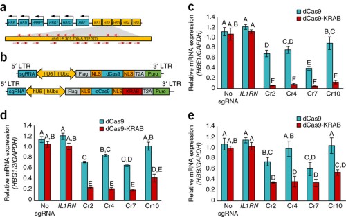 Silencing of downstream globin genes by dCas9-KRAB transcription factors targeted to the distal HS2 enhancer.