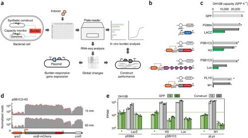 Characterization of host–construct interactions in E. coli.