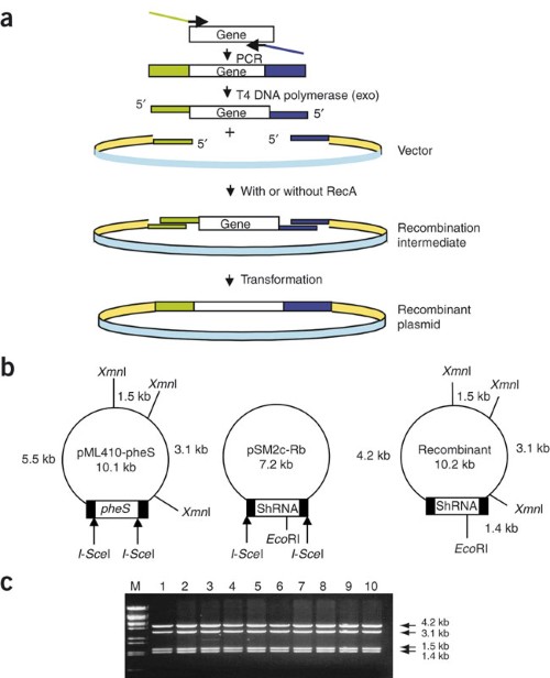 Inverse PCR Protocols and Methods | Springer Nature Experiments