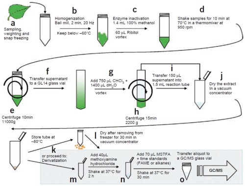 Experimental procedure for extract preparation.