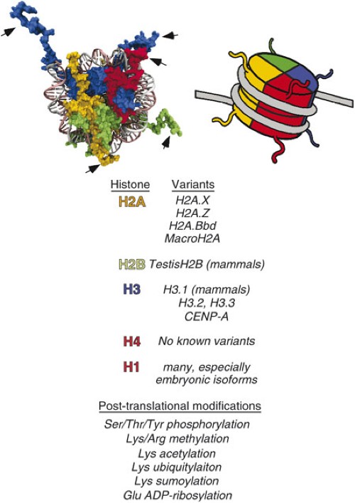 Depiction of histones in the nucleosome.