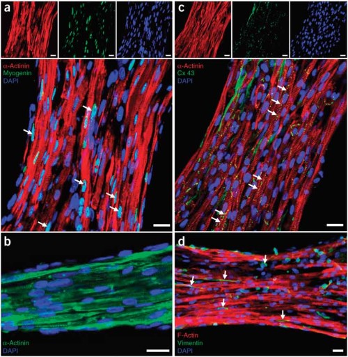Assessment of cell differentiation and distribution within the muscle tissue constructs.