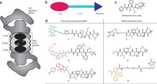 glutathione s transferase pull down assay RhoA Pull-down Activation Assay Biochem Kit (bead pull-down format) main image 1