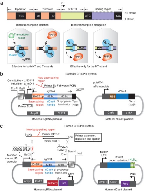 The CRISPRi system for transcription repression in bacteria and human cells.