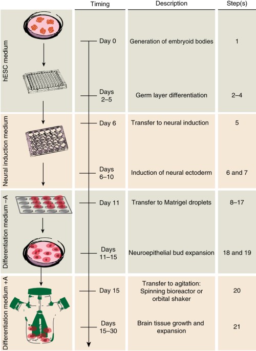 Schematic diagram of the cerebral organoid method and timing.