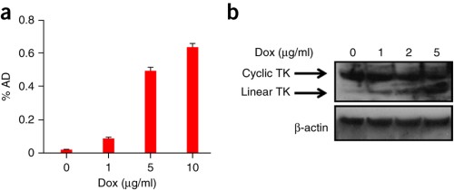 Characterization of cTK266 reporter in 22B cells.
