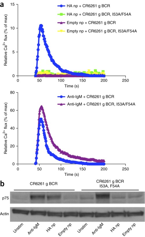 BCR activation in response to multimerized candidate immunogen.