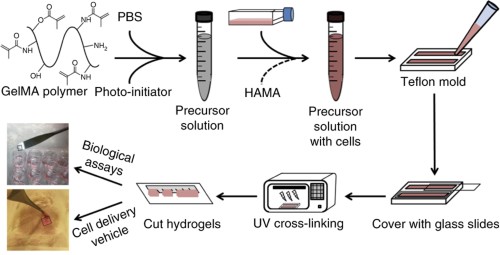 Tissue Engineering Protocols and Methods | Springer Nature Experiments Tissue Engineering Protocols and Methods | Springer Nature Experiments
