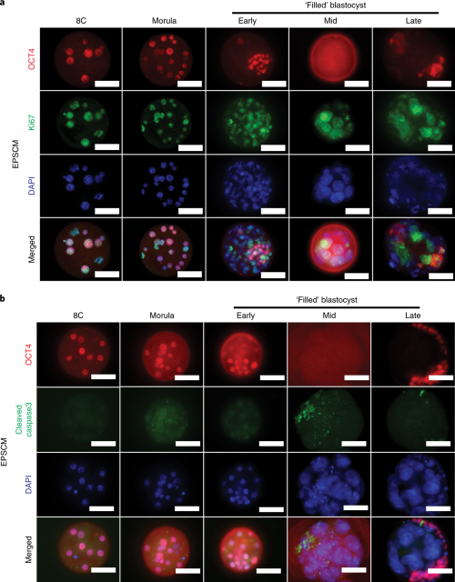 Proliferation and apoptosis in embryos cultured in EPSCM.