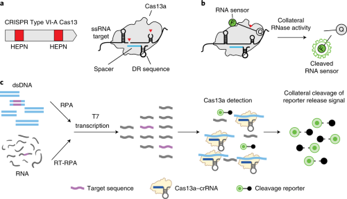 Managing Scale-Up of Recombinant Proteins