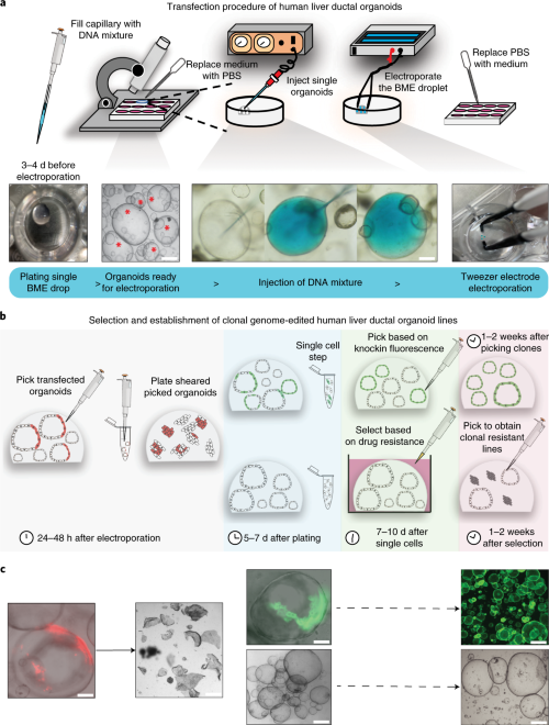 Genome engineering of human liver ductal organoids.