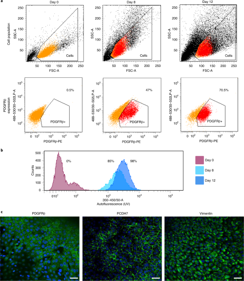 Characterization of iPSCs differentiation to HSC-like cells.