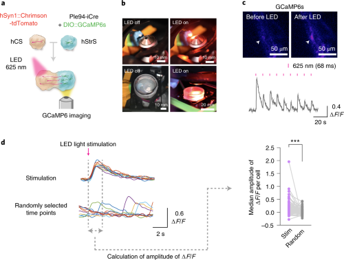 Optogenetics and calcium imaging in cortico-striatal assembloids.