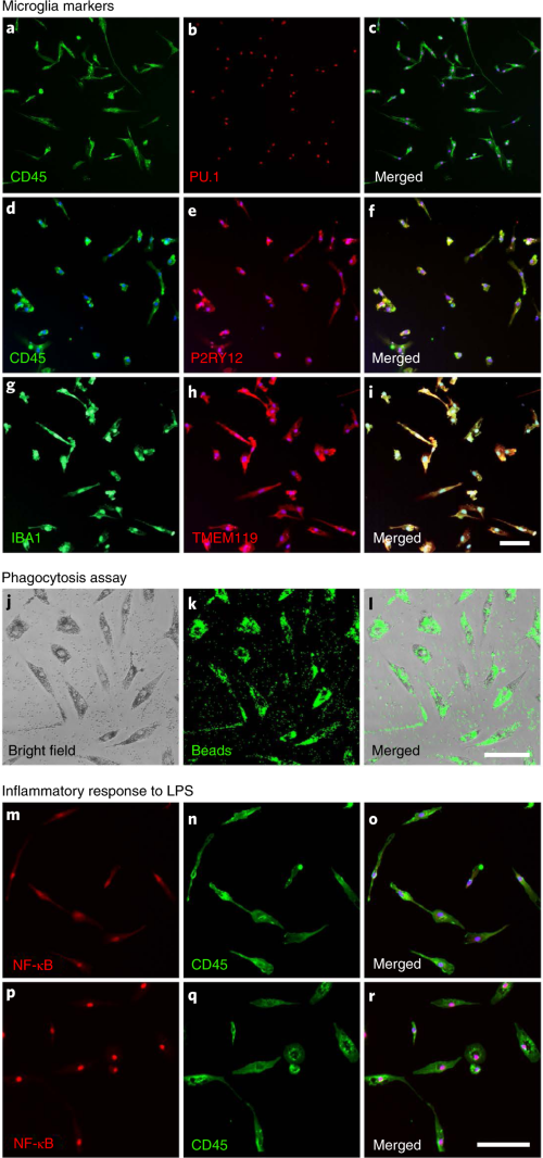 Photomicrographs showing purified microglia expressing microglia markers and responding to pro-inflammatory cytokines.