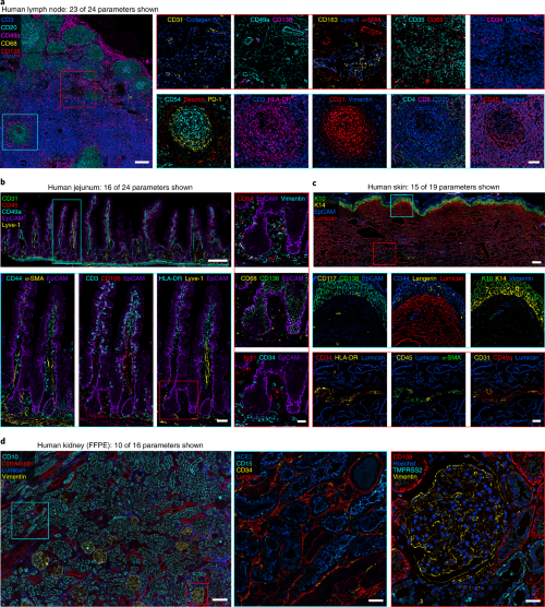 Representative images of automated IBEX method in human tissues.
